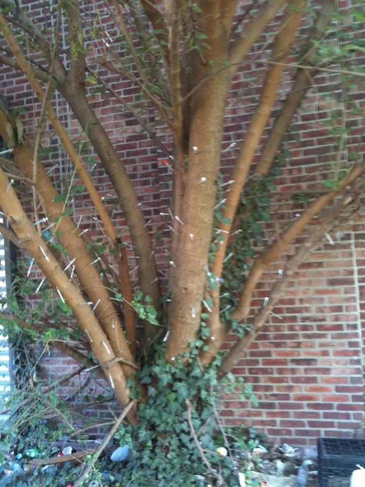 720x960, 120 Kb / дерево, стена, шприцы