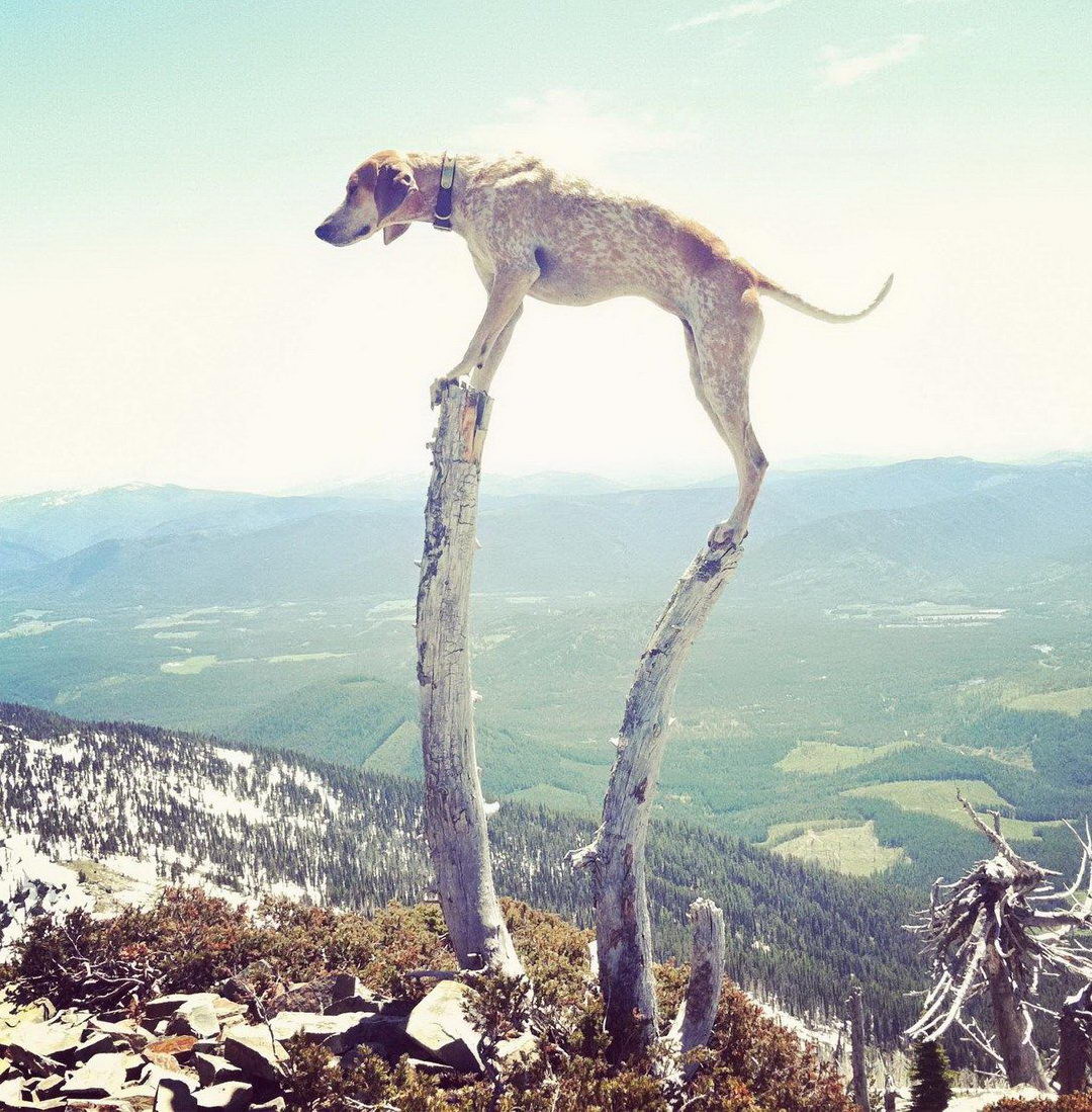 1080x1099, 272 Kb / собака, стойка, горы