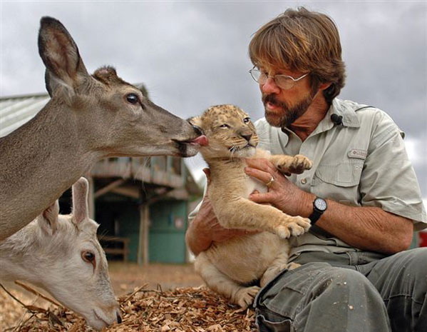 599x465, 78 Kb / львенок, олень, лизнул