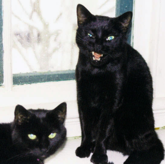 546x541, 146 Kb / черный, кот