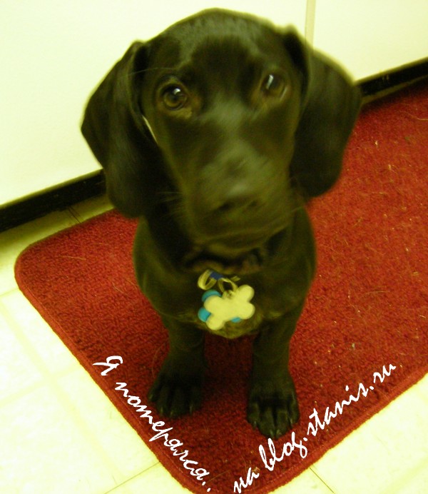 600x692, 98 Kb / собака, потерялся, черный