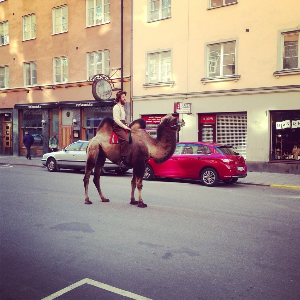 1024x1024, 136 Kb / верблюд, ситроен, шляпа, хипстер