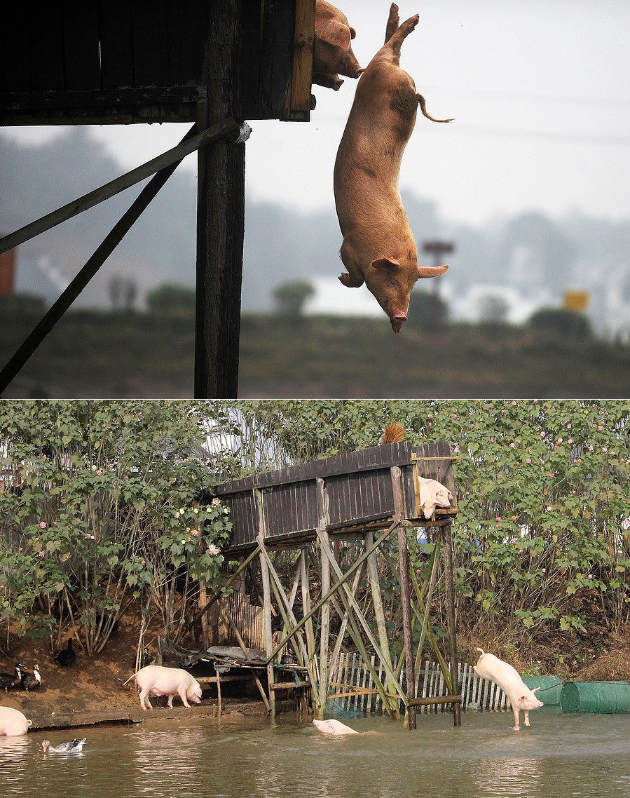 899x1138, 345 Kb / вышка, свиньи