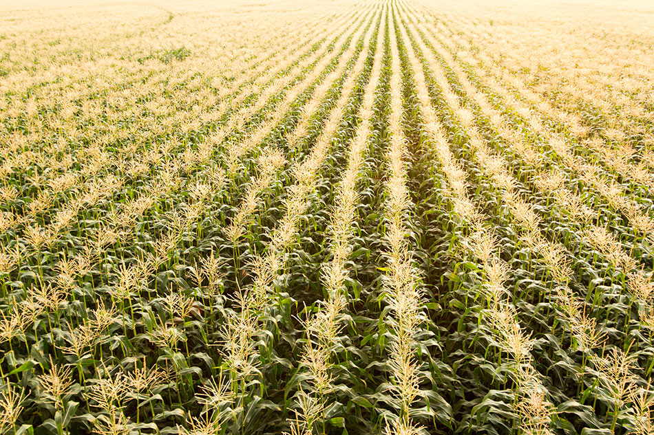 950x633, 342 Kb / кукуруза, поле