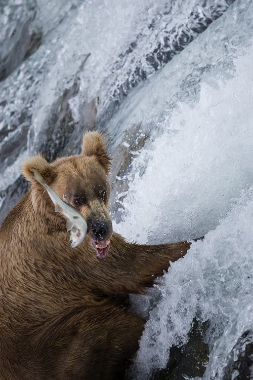 500x750, 181 Kb / медведь, рыба, река, брызги