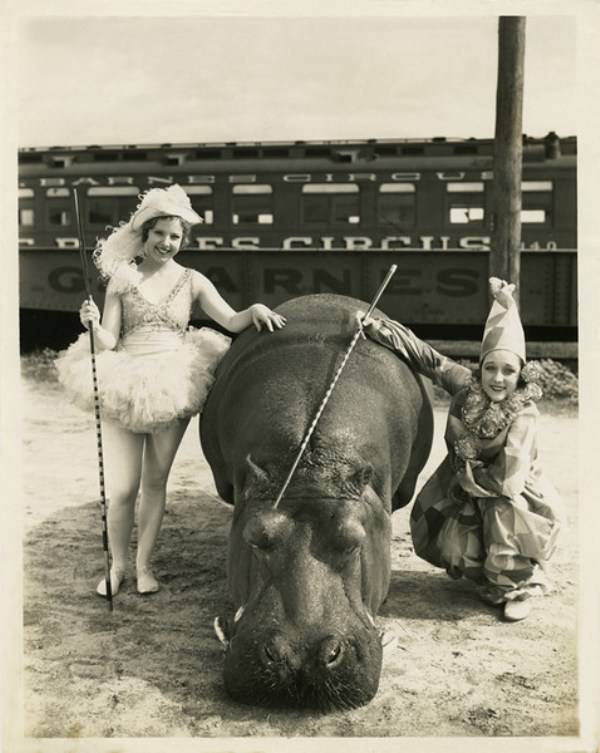 600x753, 54 Kb / винтаж, бегемот, гиппопотам, указка, арлекин, дрессировщик, цирк, ретро, сепия, ч/б
