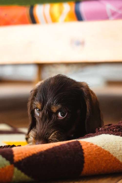 500x750, 25 Kb / собака, глаза