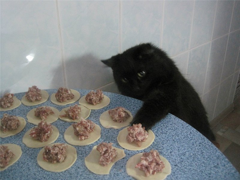 800x600, 81 Kb / пельмени, котэ