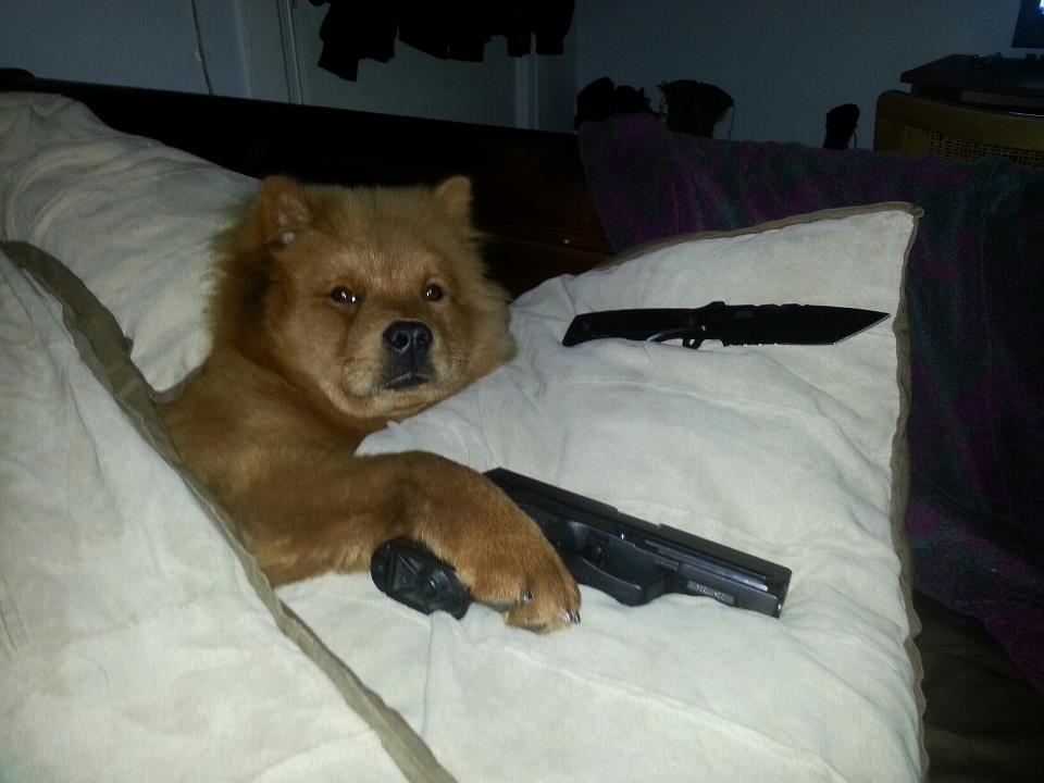 960x720, 58 Kb / оружие, нож, пистолет, собака, постель