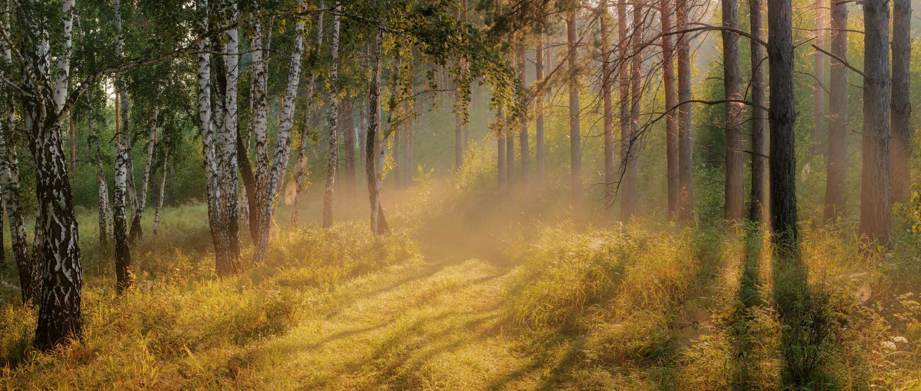 1800x764, 369 Kb / березы, солнце, природа