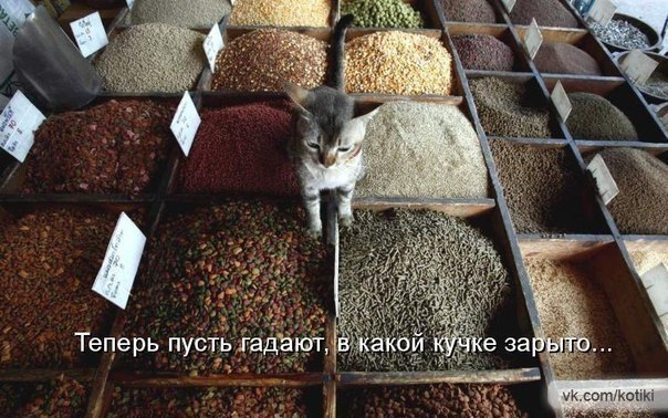 604x378, 86 Kb / котенок, лотки, лотерея