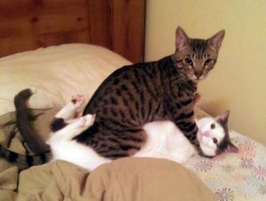 523x395, 51 Kb / коты, кровать, одеяло