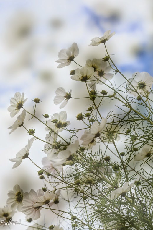 519x778, 102 Kb / цветы