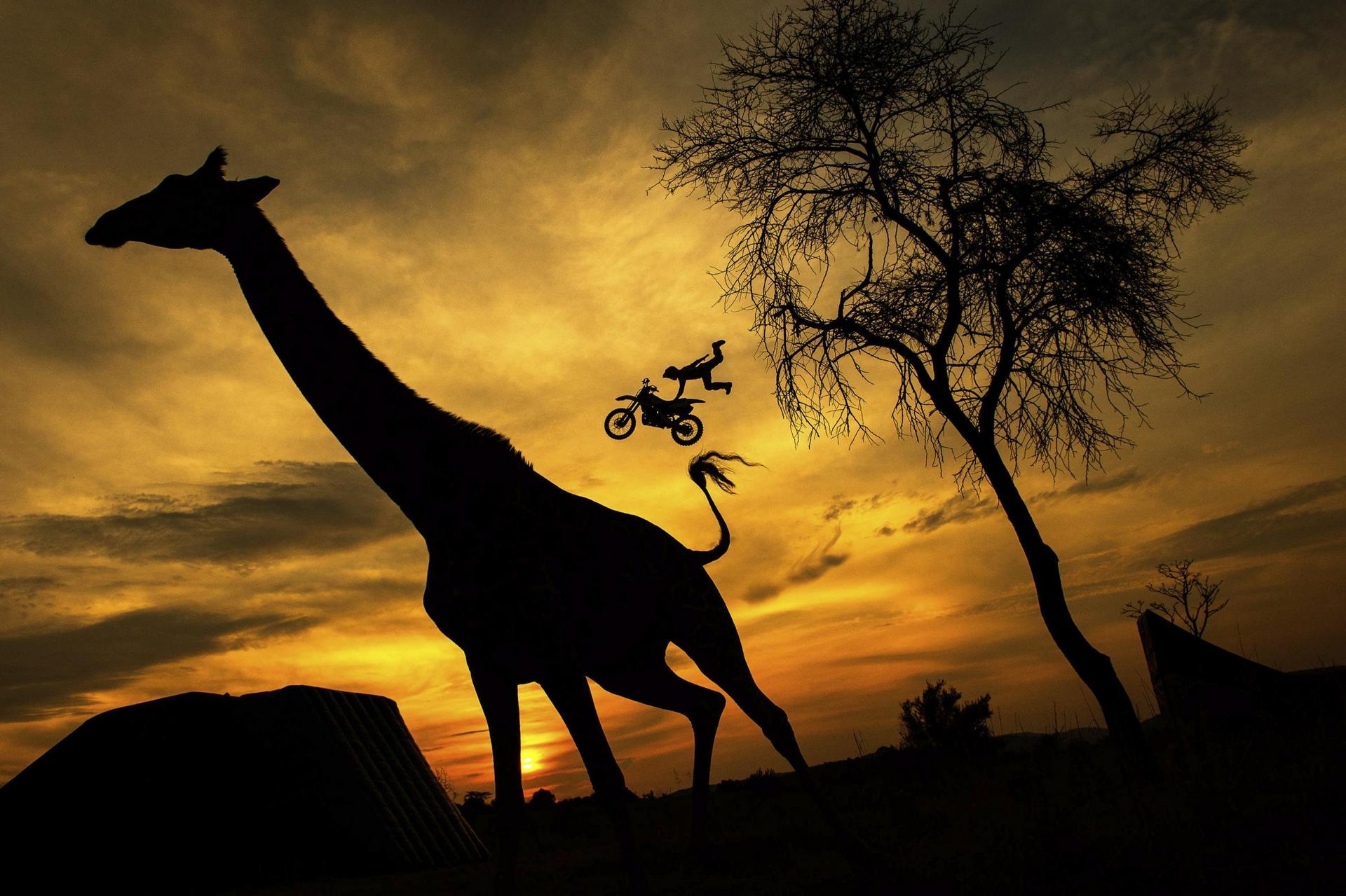 1920x1279, 258 Kb / африка, жираф, red bull, мотоцикл, закат