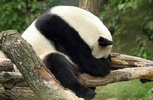 500x328, 121 Kb / панда