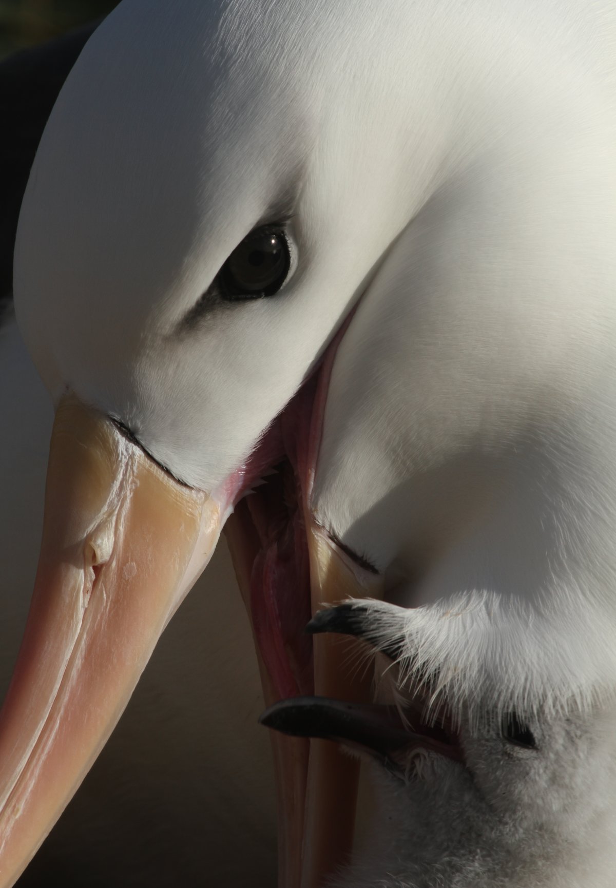 1200x1730, 172 Kb / птица, альбатрос, птенец, белый