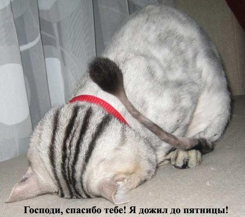 500x443, 67 Kb / кот, молитва, спасибо, пятница