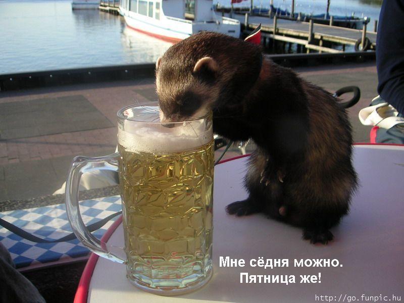 800x600, 73 Kb / хорёк, пиво, пятница