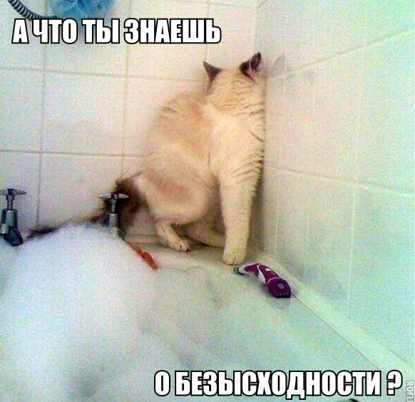 582x564, 76 Kb / кот, ванна, пена, безысходность