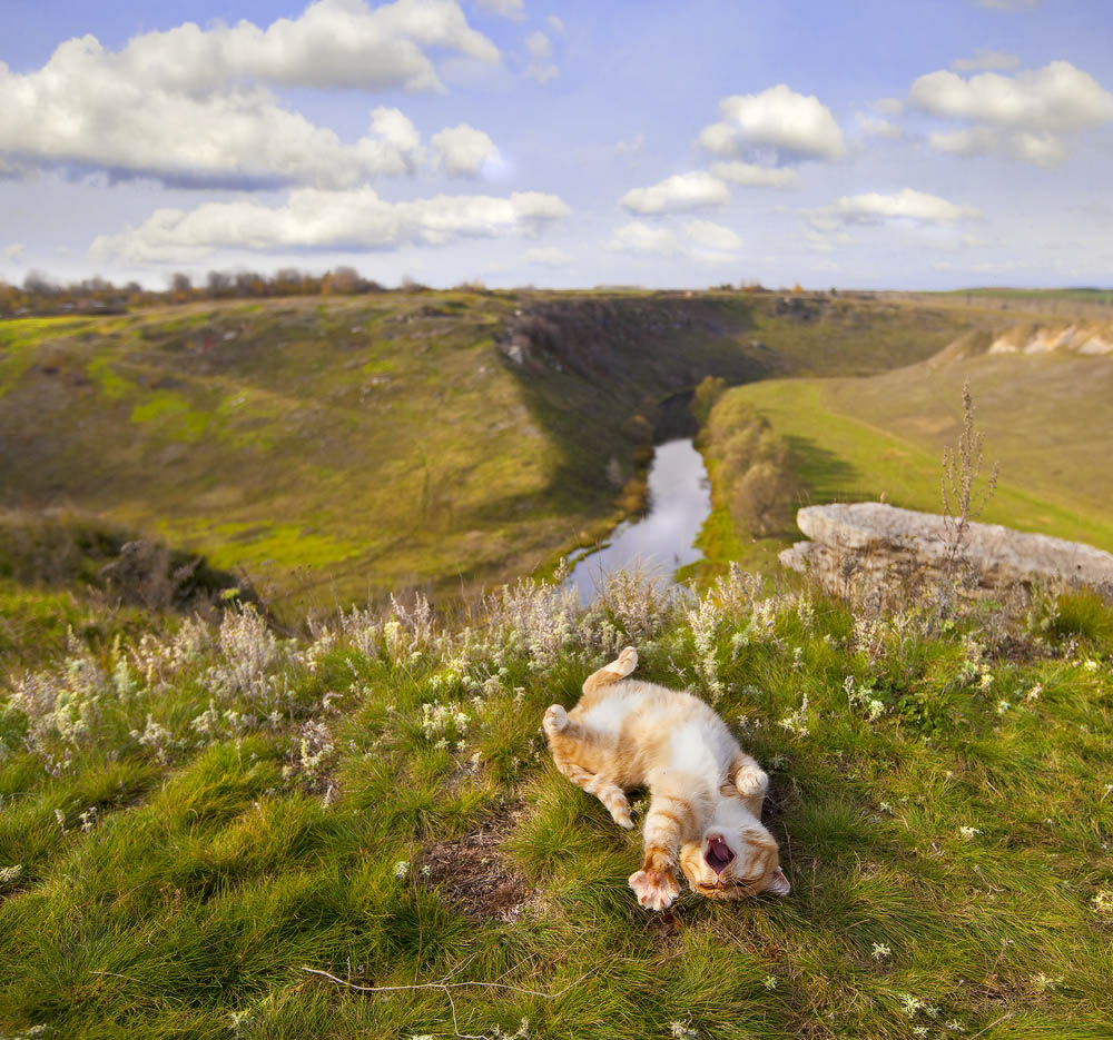 1000x935, 214 Kb / кот, река, трава, природа