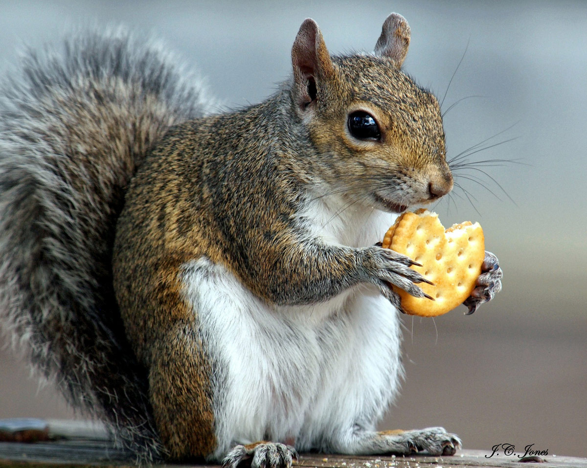 1200x957, 301 Kb / белка, печенье