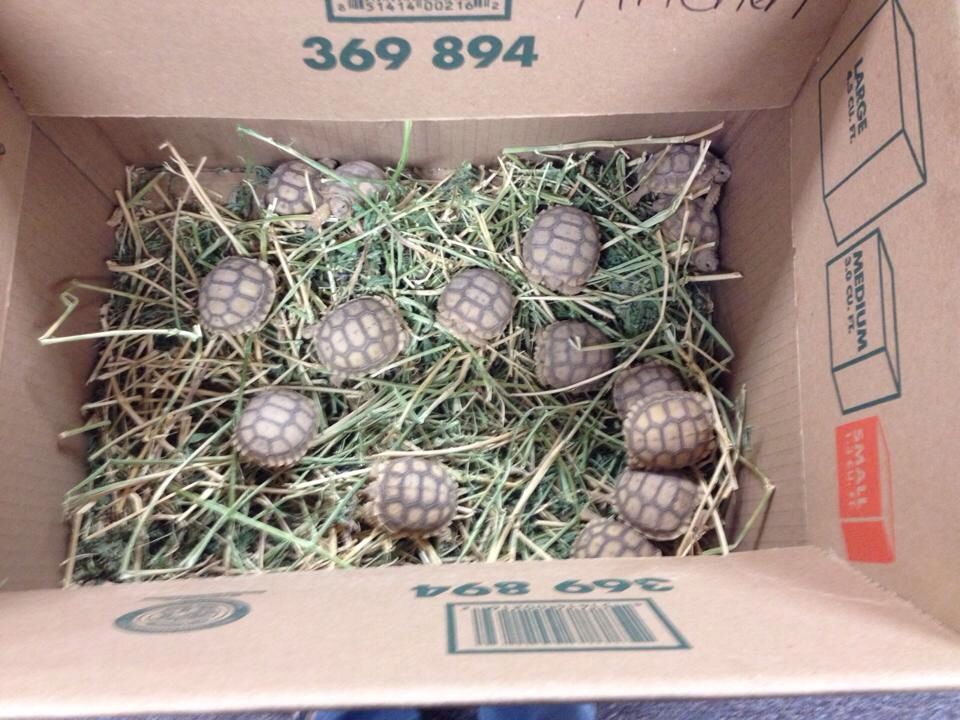 960x720, 117 Kb / черепахи, коробка