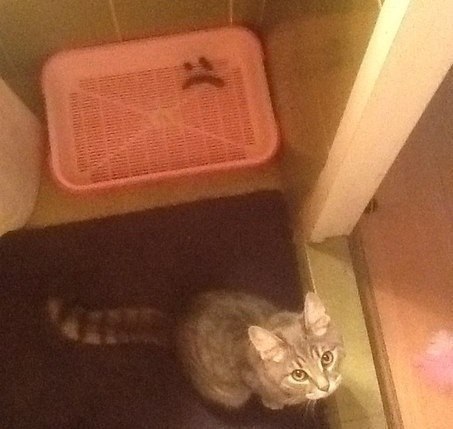 453x429, 36 Kb / Кошка, лоток, смайлик