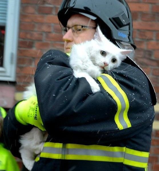 557x600, 57 Kb / кот, пожар, пожарник, пожарный, кошка