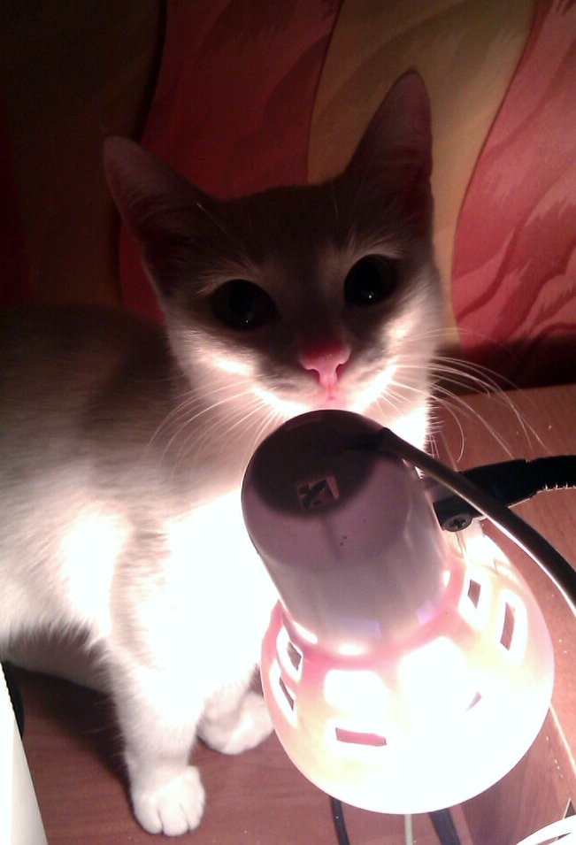 651x955, 78 Kb / кошка, лампа, жалюзи, тень, белая