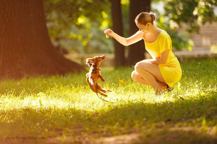 900x600, 133 Kb / девушка, платье, желтое, дерево, деревья, трава, собака, собачка, MR, FILLER
