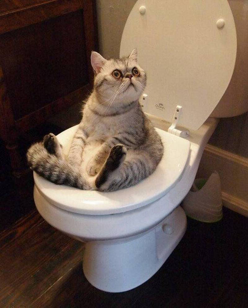 800x992, 125 Kb / кот, унитаз