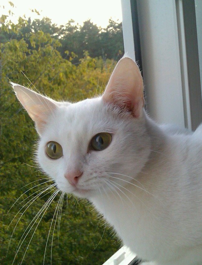 644x844, 112 Kb / кот, глаза, взгляд