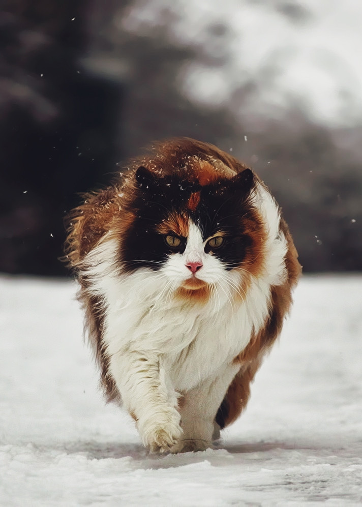 712x997, 124 Kb / кошка, снег, ветер