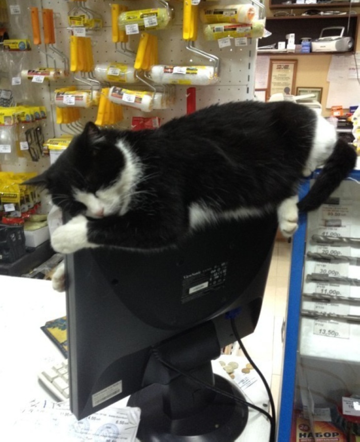 732x900, 195 Kb / кот, сон, монитор, TFT