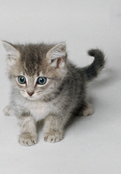 175x250, 50 Kb / гиф