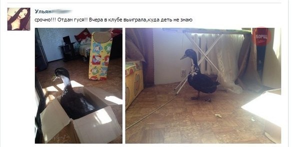 600x295, 33 Kb / гусь, ТП, выигрыш