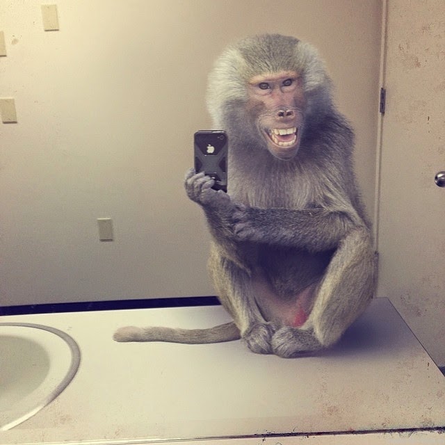 640x640, 57 Kb / обезьяна, улыбка, селфи, туалет, айфон