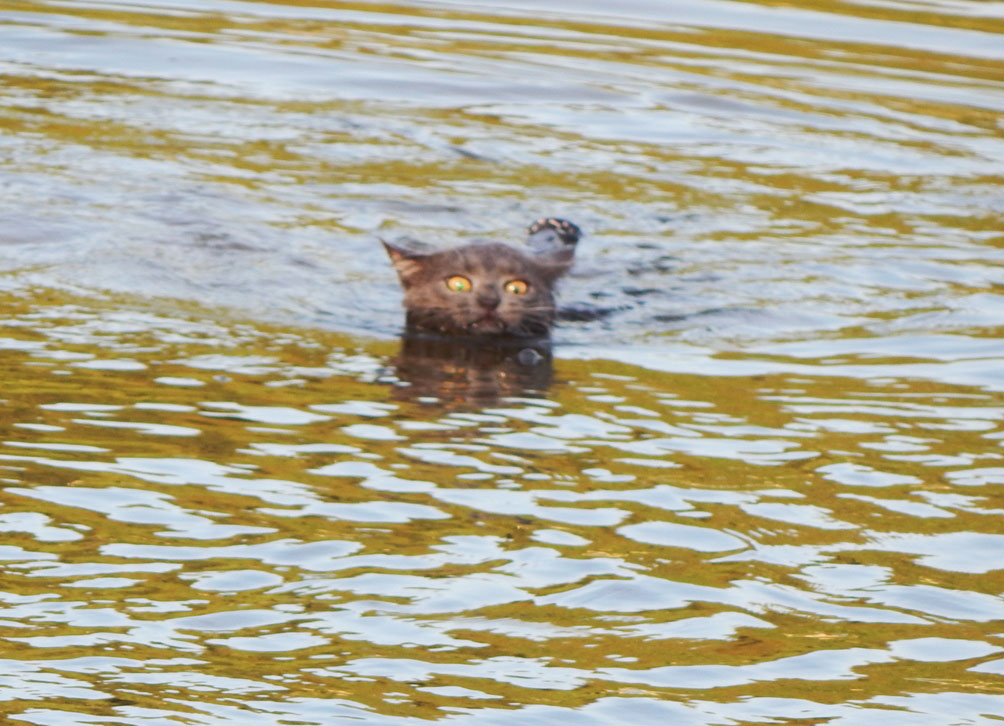 1004x726, 169 Kb / вода, кот, глаза