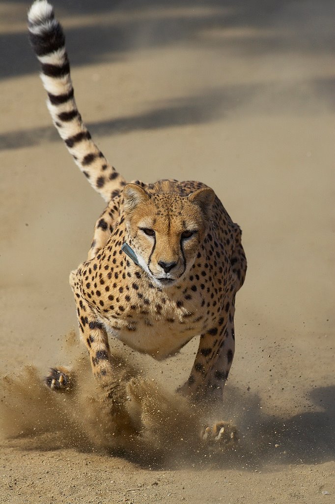 682x1024, 127 Kb / гепард, песок, бег, скорость