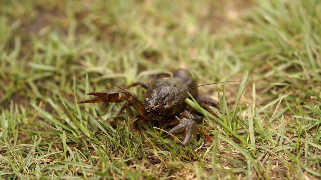 1280x720, 188 Kb / трава, рак, усы