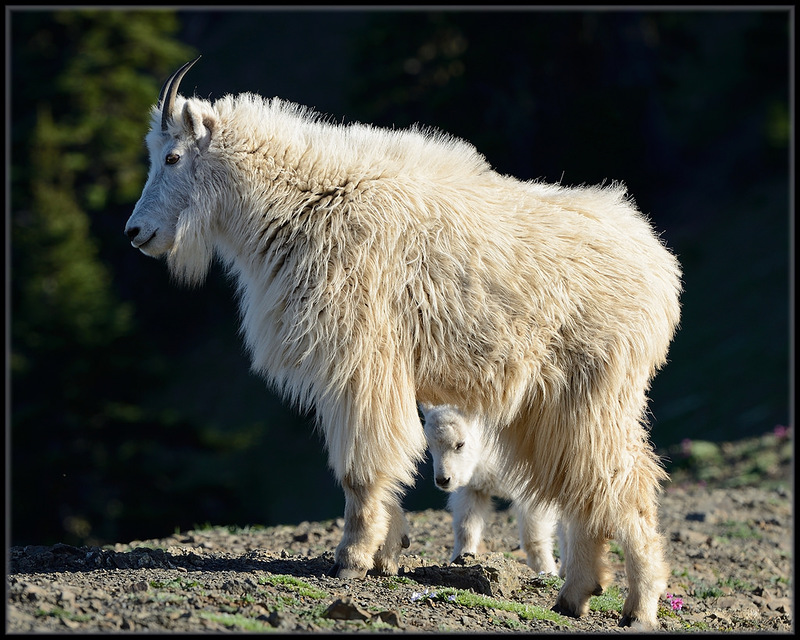 800x640, 216 Kb / коза, козленок