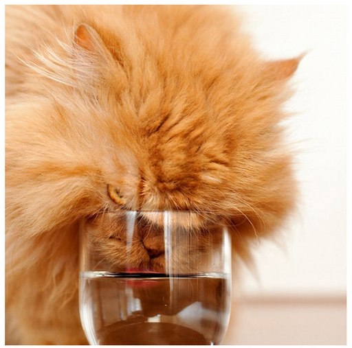 512x507, 49 Kb / кот, стакан, вода, рыжий