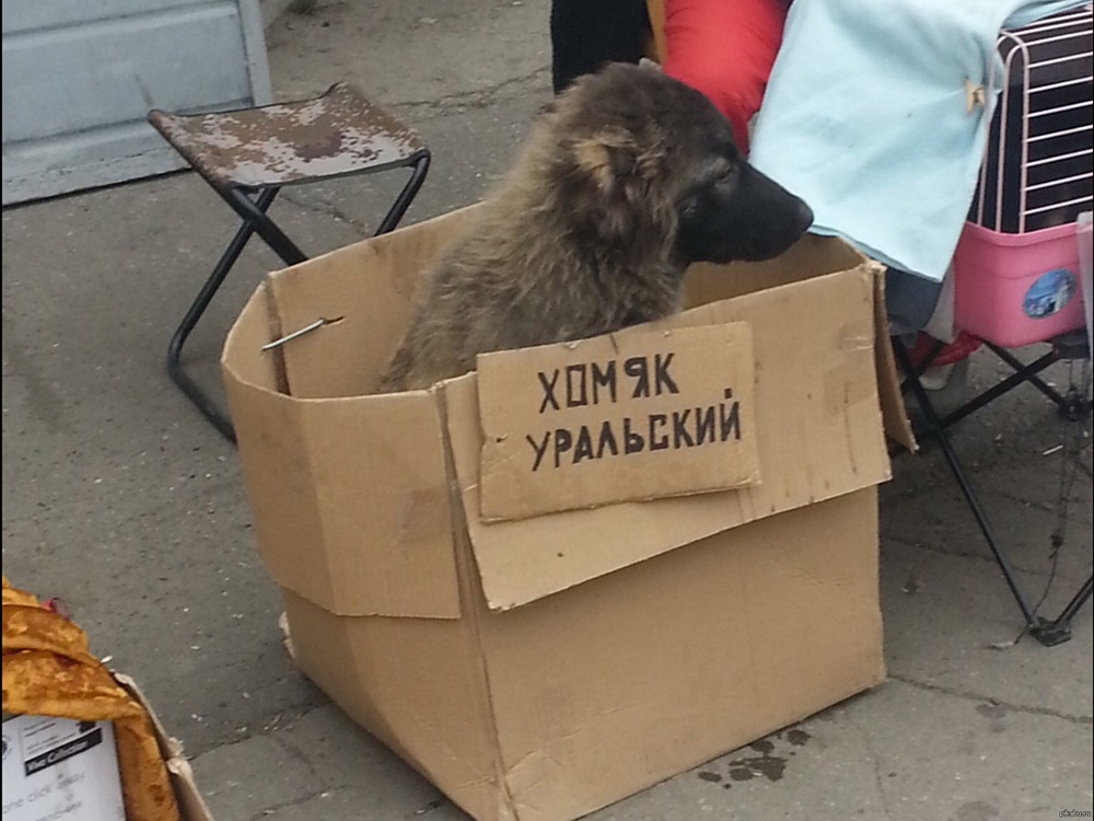 1000x750, 213 Kb / коробка, собака, табличка, хомяк