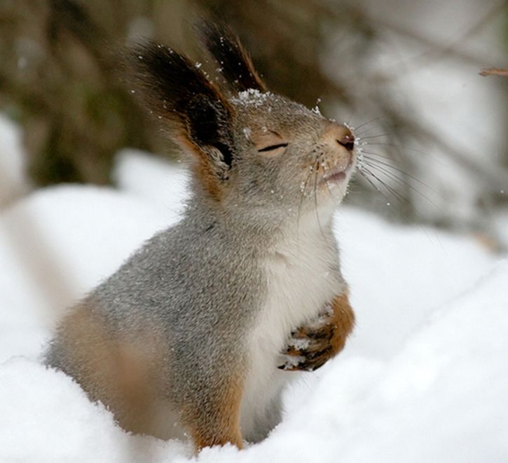 725x660, 54 Kb / белка, снег