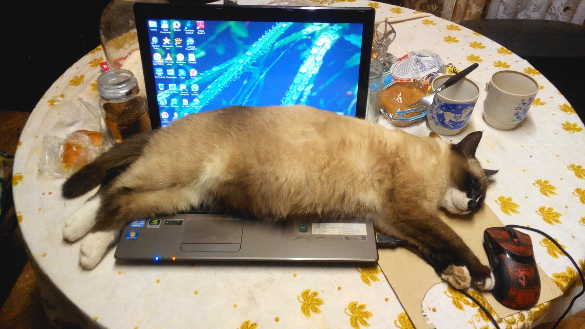 1200x675, 338 Kb / стол, кофе, булка, кружка, вилка, очки, ноутбук, кот, мышь, ярлык, wot