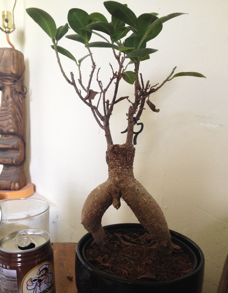 900x1158, 129 Kb / горшок, цветок, член