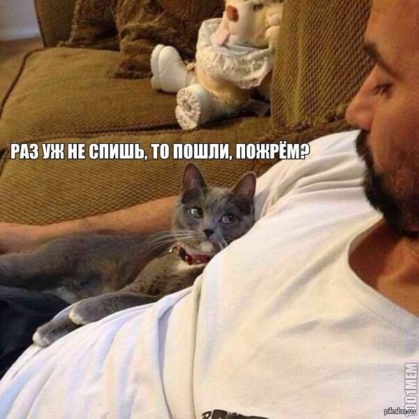 600x600, 49 Kb / котэ, хозяин, бессонница, жрать, взгляд