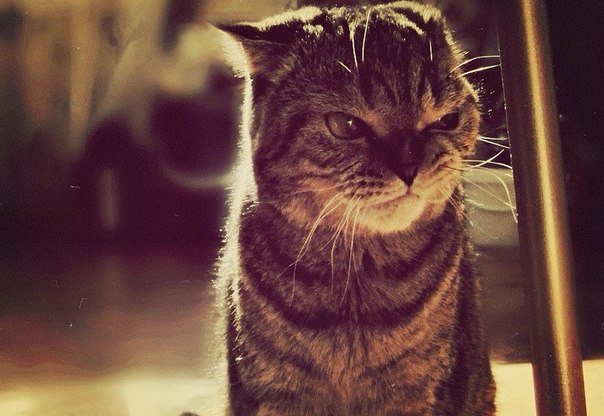 604x416, 62 Kb / котэ, замышляет