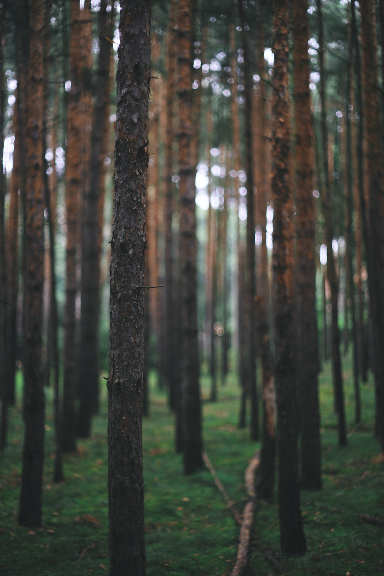 1280x1920, 321 Kb / сосны, лес