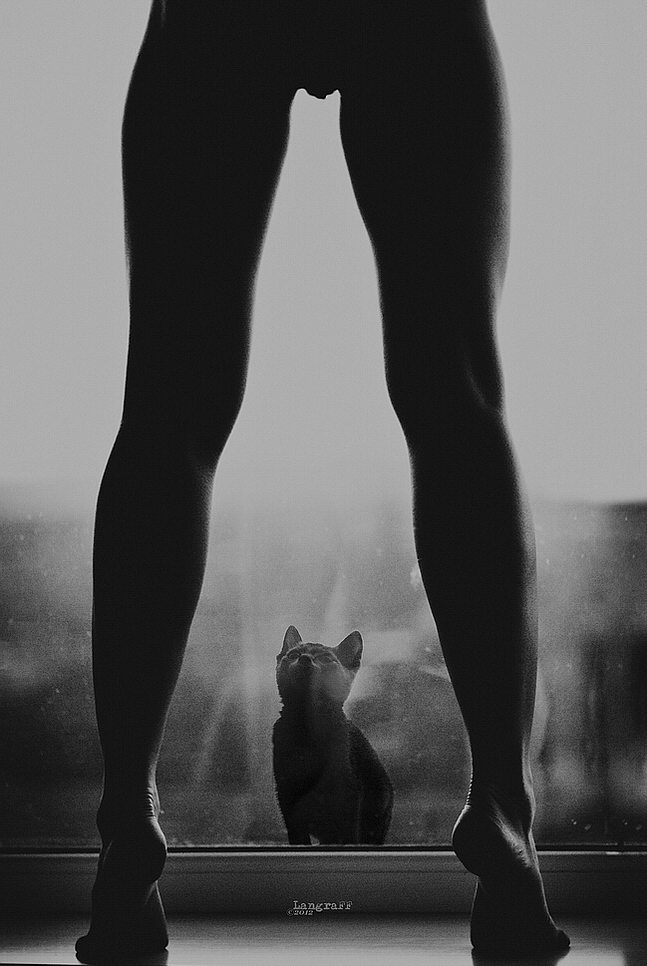 647x966, 338 Kb / котэ, окно, ноги, ч/б